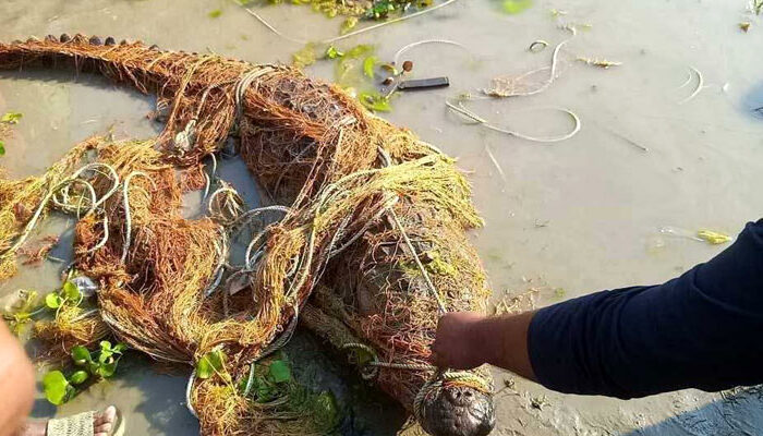 পদ্মায় জেলের জালে আটকা পড়ল কুমির