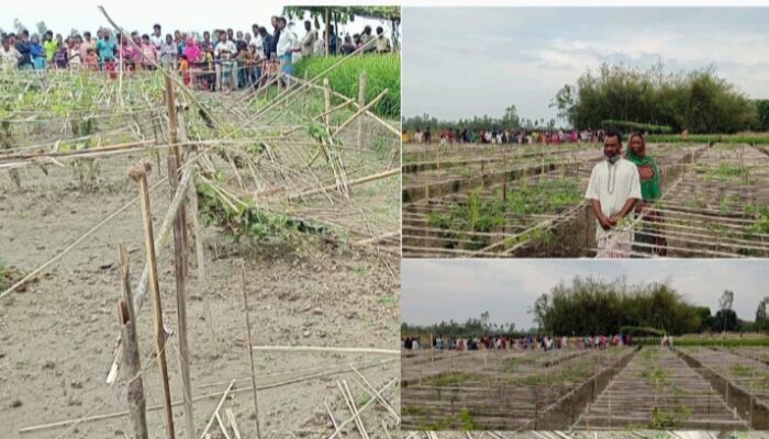 গাইবান্ধার গিদারীতে পটল ক্ষেত ভাঙচুর, লক্ষ টাকার ক্ষতি; সচিবালয়ের চাকরিজীবী সফি আলমের বিরুদ্ধে থানায় অভিযোগ।