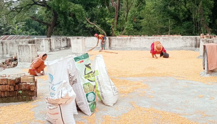 গাইবান্ধায় স্কুল চলাকালীন ছাদে ভুট্টা শুকানো, মাঠে ধান মাড়াই—শিক্ষার পরিবেশে বিঘ্ন।